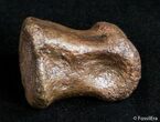 Well Preserved Theropod Toe Bone - Hell Creek #2994-3